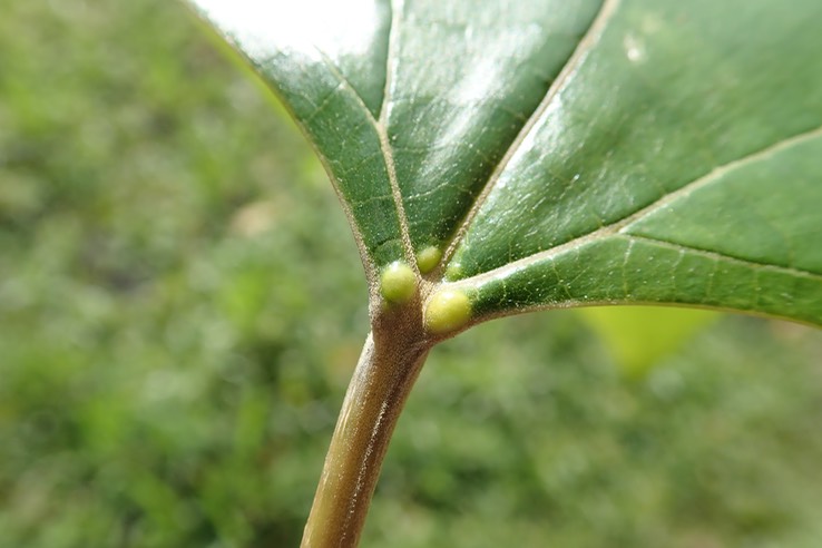 glandes Gmelina  arborea Teck blanc (1)