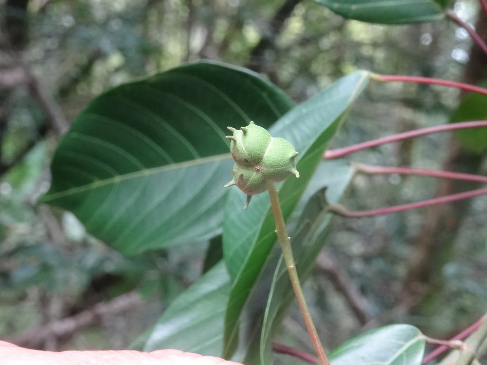 Hancea integrifolia (fruit) - Bois de perroquet - EUPHORBIACEAE - Endémique Réunion, Maurice -  DSC01037