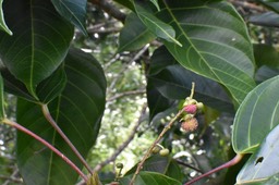 Hancea integrifolia (inflorescence mâle) - Bois de perroquet - EUPHORBIACEAE - Endémique Réunion, Maurice - MAB_7256