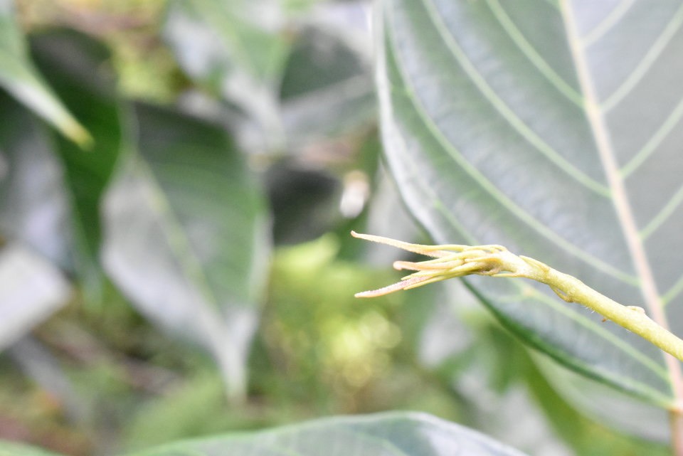Hancea integrifolia (inflorescence femelle) - Bois de perroquet - EUPHORBIACEAE - Endémique Réunion, Maurice - MAB_7260