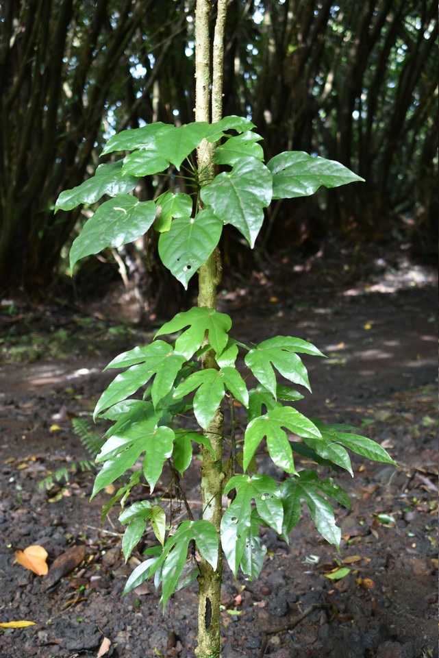 Hernandia mascarenensis (mise en évidence de l'hétérophyllie) - Bois blanc - Endémique Réunion - MAB_7290