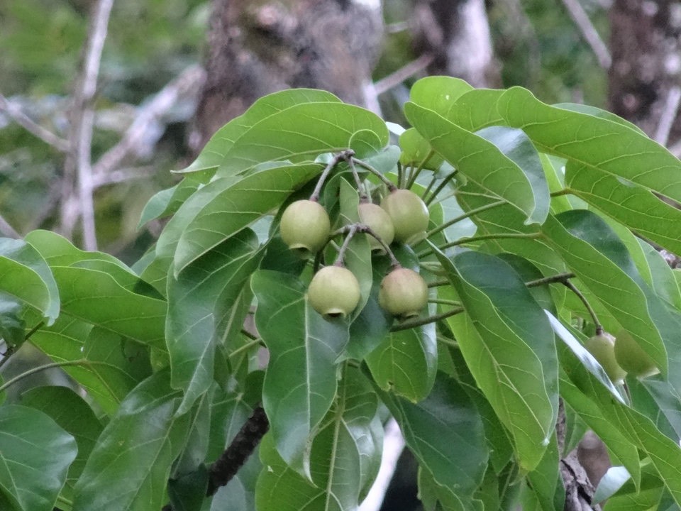 Hernandia mascarenensis (fruits) - Bois blanc - Endémique Réunion - DSC01133