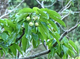 Hernandia mascarenensis.bois blanc.fruits verts dans le feuillage .hernandiaceae.endémique Réunion Maurice .P1770518