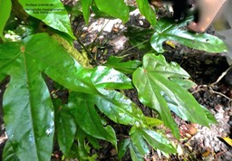 Hernandia mascarenensis.bois blanc.feuillage juvenile. hernandiaceae.endémique Réunion Maurice P1770336