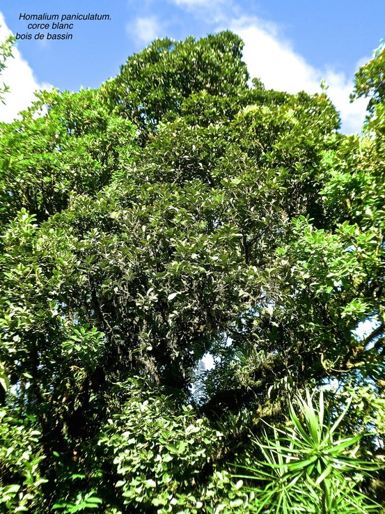 Homalium paniculatum.corce blanc.bois de bassin.salicaceae.endémique Réunion Maurice .P1770487