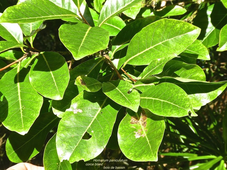Homalium paniculatum.corce blanc.bois de bassin.salicaceae.endémique Réunion Maurice P1770484