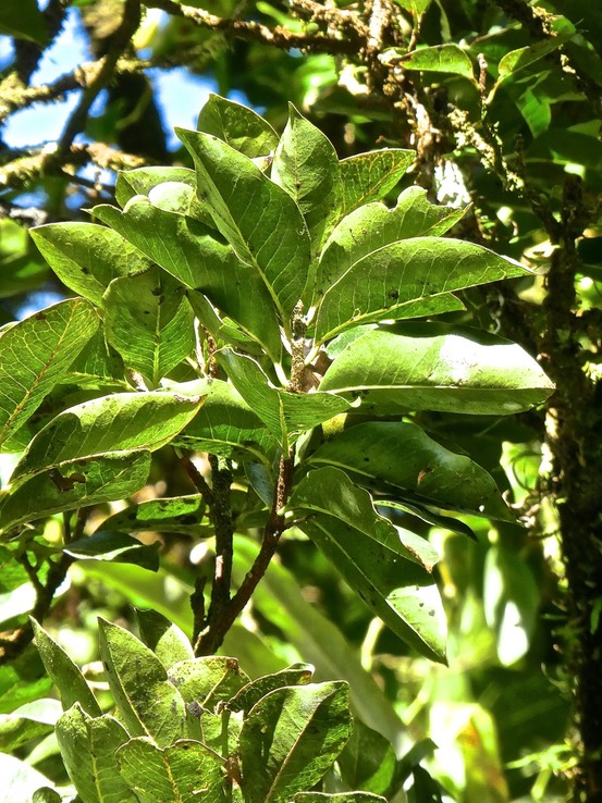 Homalium paniculatum.corce blanc.bois de bassin. salicaceae.endémique Réunion Maurice.P1770490
