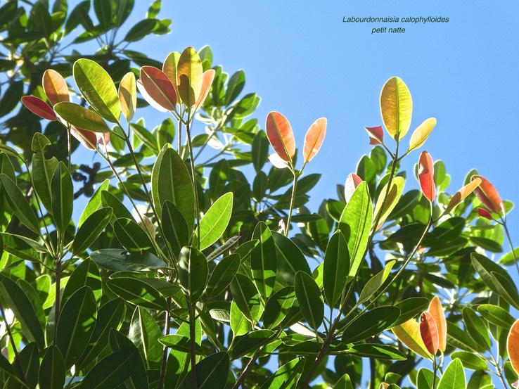Labourdonnaisia calophylloides .petit natte.sapotaceae.endémique Réunion Maurice.P1770286