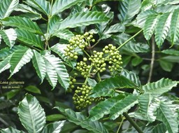 Leea guinensis .bois de sureau.leeaceae .indigène Réunion P1770252