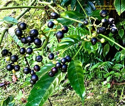 Leea guinensis .bois de sureau .(avec fruits murs )leeaceae.indigène Réunion. IMG_6908
