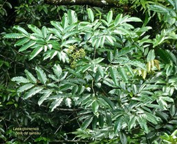 Leea guinensis.bois de sureau.leeaceae.indigène Réunion; P1770251