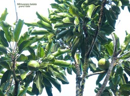 Mimusops balata.  grand natte.sapotaceae.endémique Réunion Maurice.P1770496