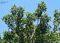 Mimusops balata. grand natte. sapotaceae. endémique Réunion Maurice.P1770499