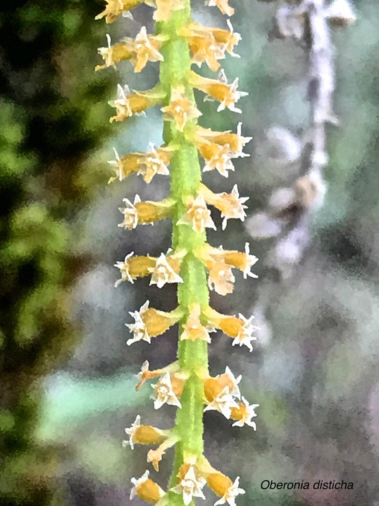 Oberonia disticha . détail de la hampe florale. orchidaceae.indigène Réunion.IMG_7043