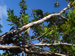 Psiloxylon mauritianum - Bois de pêche marron - MYRTACEAE - Endémique Réunion, Maurice - DSC01062