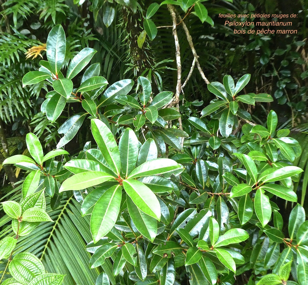 Psiloxylon mauritianum. bois de pêche marron .( feuilles avec pétiole rouge) myrtaceae. endémique Réunion Maurice P1770378