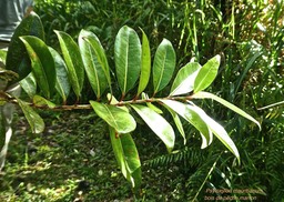 Psyloxylon mauritianum.bois de pêche marron. myrtaceae.endémique Réunion Maurice P1770328