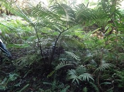 Ptisana fraxinea - Fougère tortue - MARATTIACEAE - Indigène Réunion - DSC01110