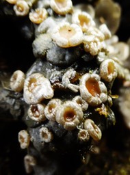 apothécies de lichen