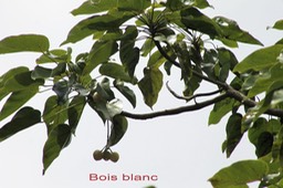 Bois blanc- hernandia mascarenensis- Hernandiacée- BM