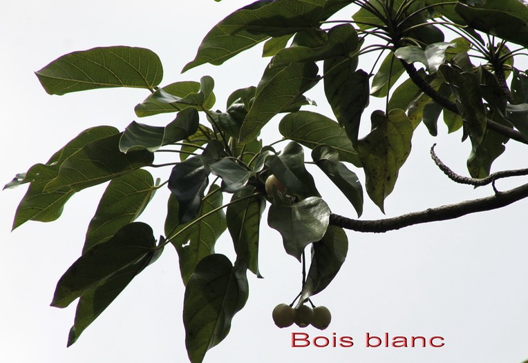 Bois blanc- Hernandia mascarenensis