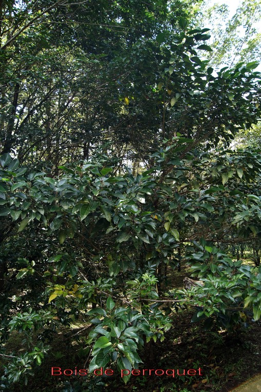 Bois de perroquet - Cordemoya integrifolia- Euphorbiacée - I