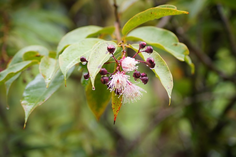 Bois de pomme rouge- Syzygium cymosum cymosum- Myrtacée - BM