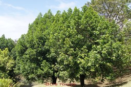 Bois rouge - Cassine orientalis- Célastracée - Masc