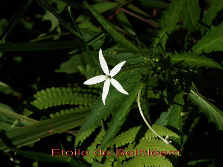 Etoile de Bethléem ou Lastron blanc-Hippobroma  longiflora- -exo