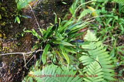 Fougère-Belvisia spicata-Polypodiacée- I