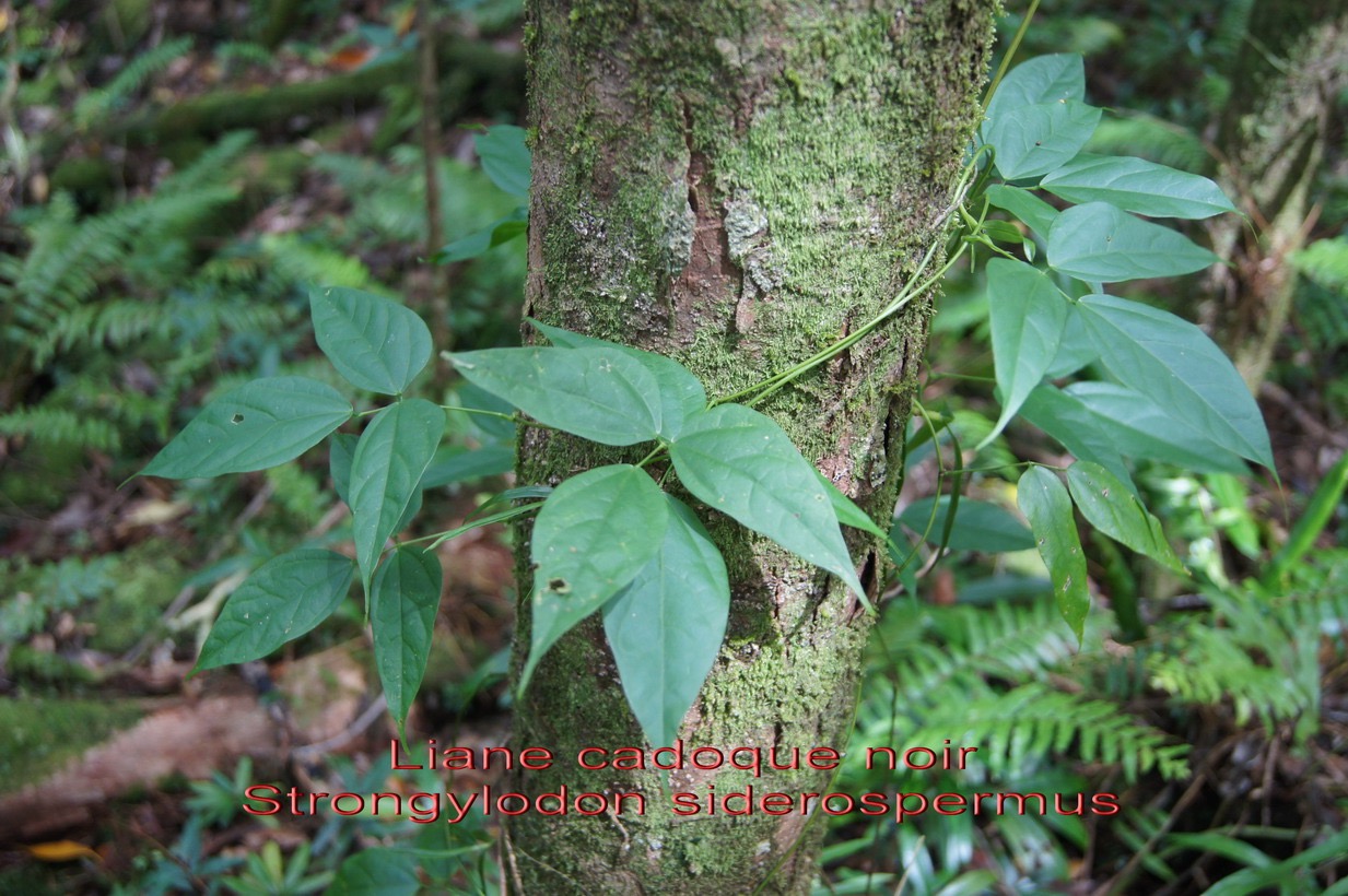 Liane cadoque noir - Strongylodon siderospermum - Fabacée- I
