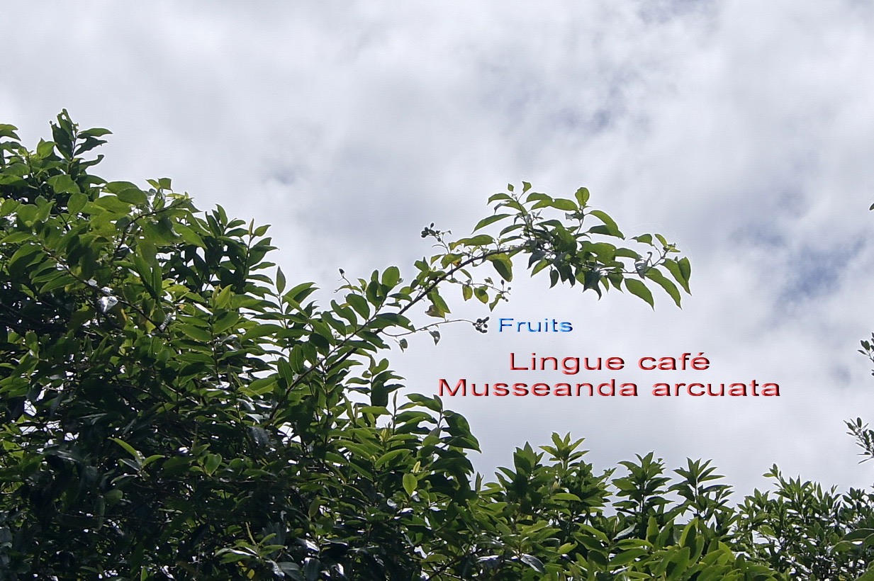 Ml- Lingue café - Musseanda arcuata -Rubiacée-I