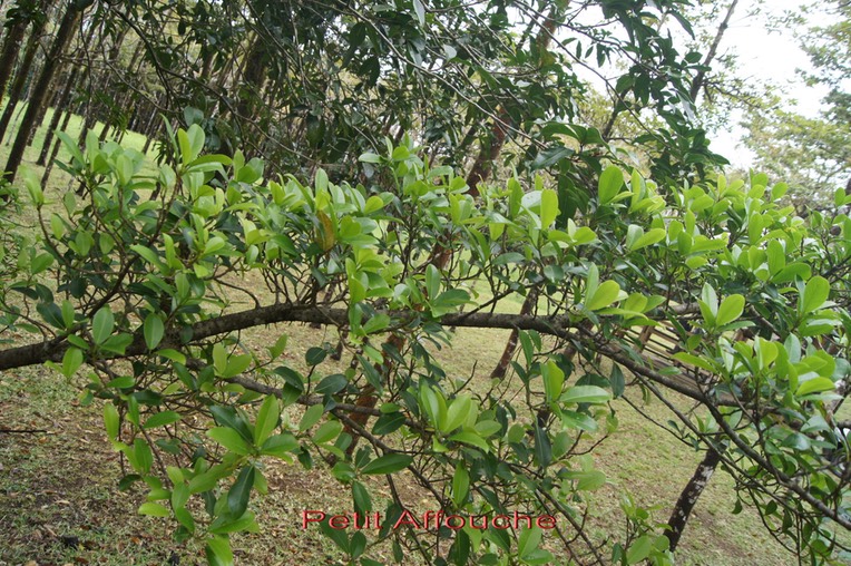 Petit Affouche - Ficus refexa- Moracée- I