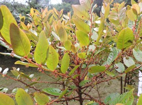 15 Bois de négresse, Phyllanthus phyllireifolius 