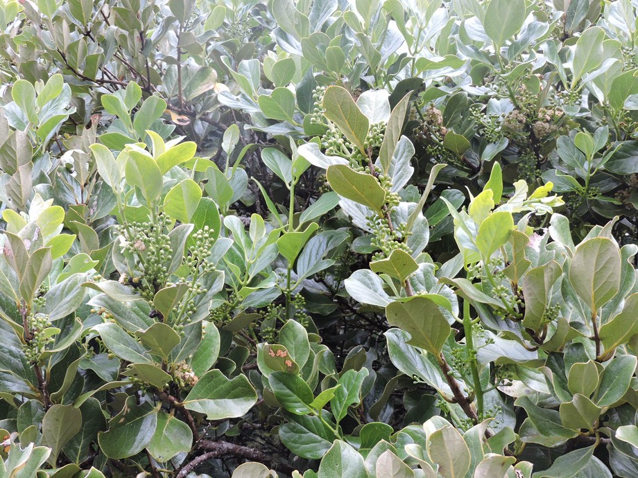 17 Mapou, Monimia rotondifolia 