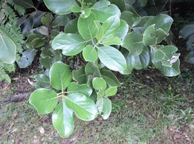 18 Mapou, Monimia rotondifolia 