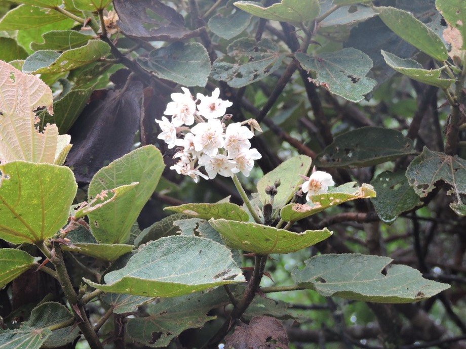 8 Fleurs de Dombeya ficulnea  