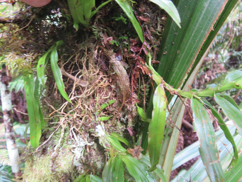 ???  Angraecum obversifolium - EPIDENDROIDEAE - Indigène Réunion