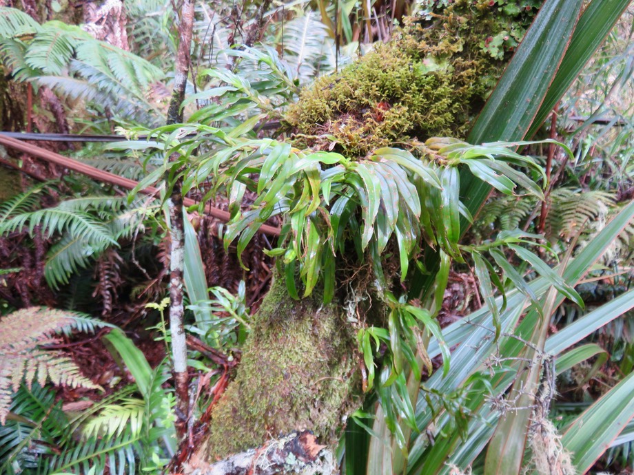 ??? Angraecum obversifolium - EPIDENDROIDEAE - Indigène Réunion