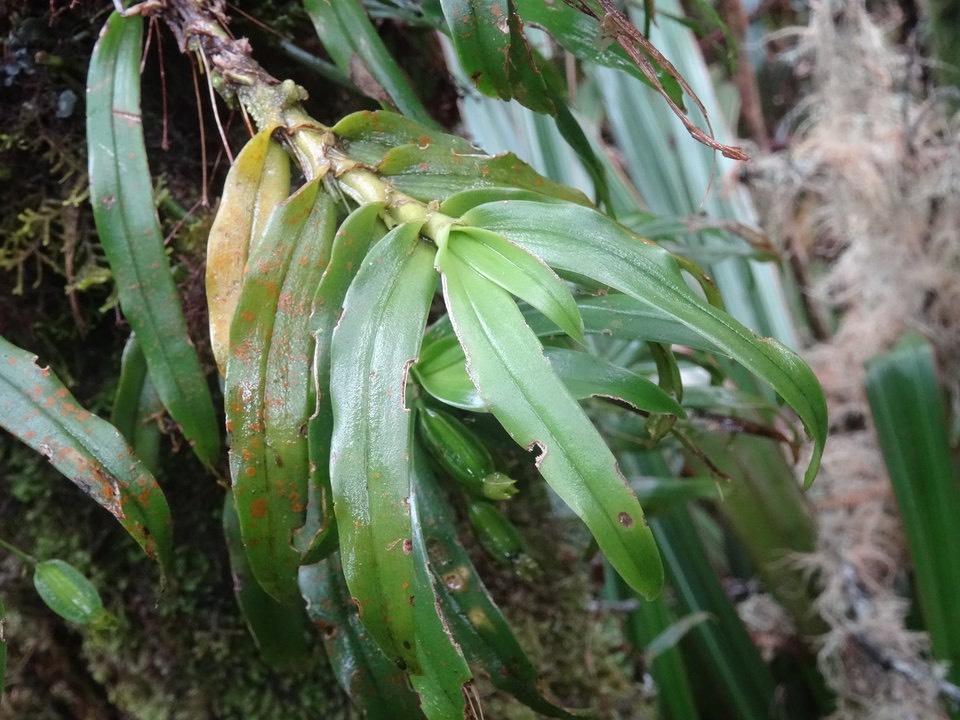 Angraecum obversifolium - EPIDENDROIDEAE - Indigène Réunion
