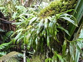 Angraecum undulatum ?  orchidaceae. P1750998