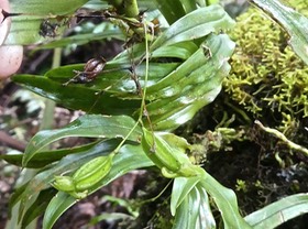 Angraecum undulatum ?  orchidaceae  .P1760007