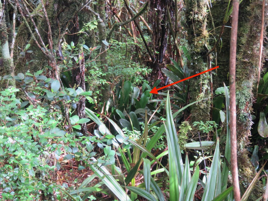 Antrophyum boryanum - Langue de boeuf - Pteridaceae - Madagascar, Comores et Mascareignes