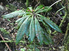 Badula borbonica.bois de savon .myrsinaceae.endémique Réunion.P1760090