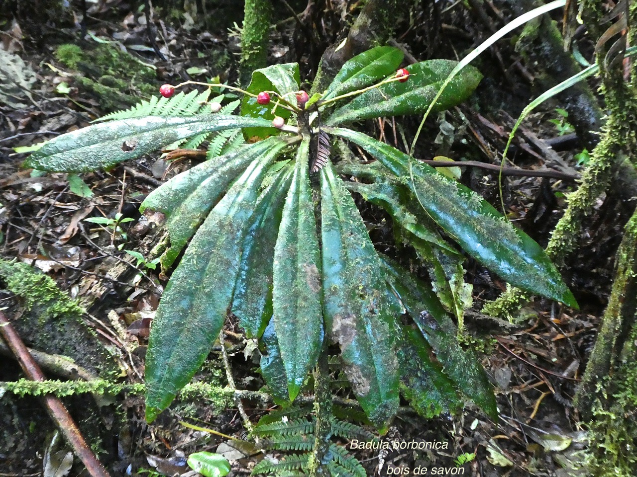 Badula borbonica.bois de savon .myrsinaceae.endémique Réunion.P1760090