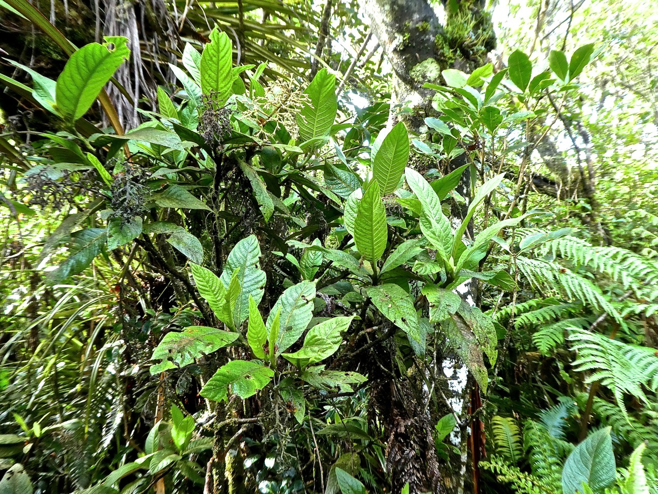 Bertiera rufa .bois deraisin .rubiaceae.endémique Réunion.P1760036
