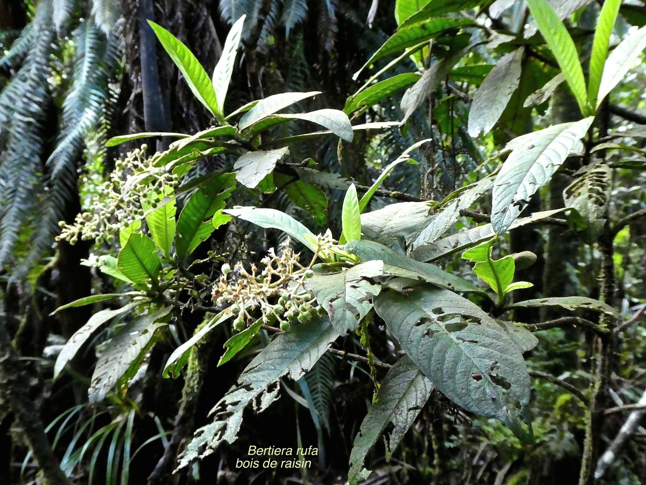 Bertiera rufa.bois de raisin.rubiaceae.endémique Réunion P1760088