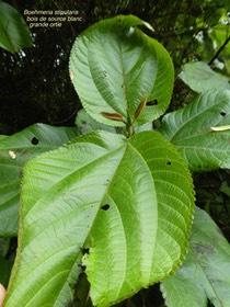Boehmeria stipularis .bois de source blanc. grande ortie .urticaceae.endémique Réunion .P1750800