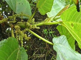 Boehmeria stipularis .Bois de source blanc.urticaceae.endémiqueRéunion .P1750803