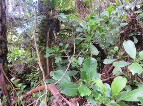 Claoxylon glandulosum - Grand Bois d'oiseau - Euphorbiacée - B